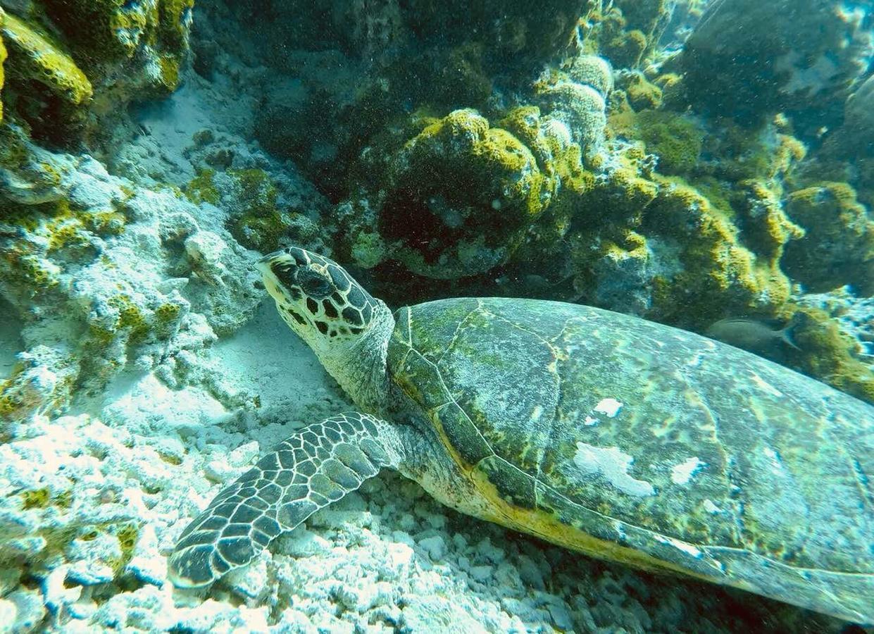 Kirulhiya Maldives Hotel Omadhoo Eksteriør bilde